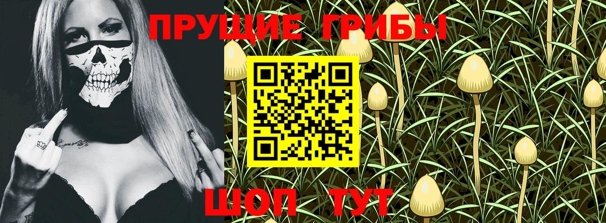 Псилоцибиновые грибы Psilocybe  Вход с VPN  Сунжа 